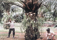 Palm Oil for production of Protected fats, C16's, Golden Flake and Calcium Soaps (Megalac, Magnapac)