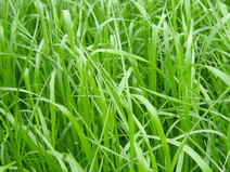 RWN Grass Seed very high yielding and very competitively priced