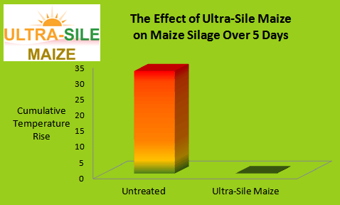 Maize silage treated with Ultra-Sile Maize additive was stable and remained cool for 5 days longer than untreated maize silage