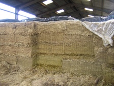 Choice of silage additive is important. Above 28% dry matter use a specialist additive designed for dry silage. Avoid using standard homo-lactic additives which may heat