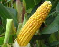 Maize seed varieties selected by RWN have consistently produced outstanding results in the field