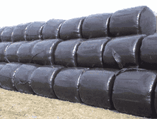 Big Bale Silage benefits from silage additive treatment every bit as much as clamp silage
