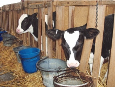 Once-a-day feeding milk to calves has clear advantages over twice day feeding