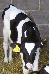 Growing Dairy Heifer Calves Well actually reduces replacement costs per litre