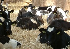 Generally a high quality calf milk powder will give the best results with Holstein Dairy Heifer Replacements calves