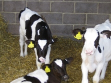 Calves fed on a specialist calf milk replacer once a day perform better with fewer problems
