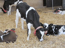 Avoid low quality calf milk replacers made to a price. Use only the best, these calves are your future dairy herd