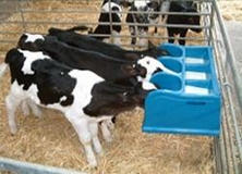 Teat feeding calves is prefferable to bucket feeding milk to calves