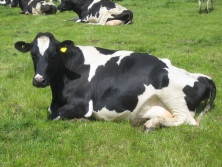 Cow at grass - yield from grazing varies dramatically depending on grass seed varieties used and grazing management
