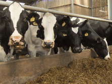 Using a silage additive reduces clamp dry matter losses, increases silage quality and increase milk yields