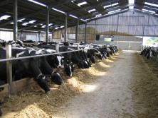 RWN specialises in the Nutrition and Feeding of high yielding Dairy Cows