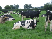Far cheaper to grow more quality forage with fertiliser than buy more land or more concentrates