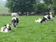 Farming for improved feed efficiency and greater use of forage can offset rising feed costs