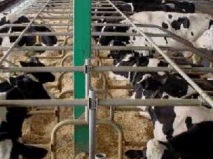 Is the cow cubicle housing comfortable, clean, light, dry and well ventilated? Cows should be lying in the cubicles, not standing. Standing cows have reduced milk yield and increased lameness