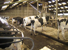 Hygiene is Important for Cow Health, Performance and Profitability