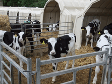 Calves fed milk in the morning only, eat more dry feed throughout the day, increasing performance as well as reducing labour costs
