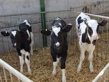 There are clear advantages to feeding holstein dairy heifer replacements on calf milk replacer rather than on waste milk