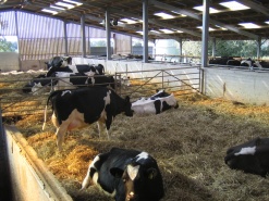 Good Feed Management of Dry and Transition Cows close to Calving is Essential