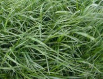 RWN Grass Seed Mixtures based on Aber High Sugar Ryegrass are superior to conventional high sugar max grass seed mixtures