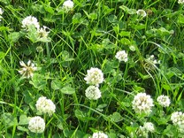 White Clover can dramatically reduce nitrogen costs whilst increasing milk output
