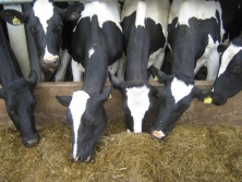 Extra attention to silage making can improve cow performance and milk yields all year round