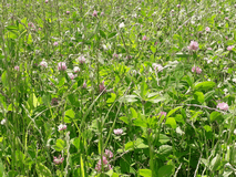 Herbal Leys offer huge opportunities for biodiversity, savings in fertilisers as well generating additional income from stewardship and sustainable farming incentives (SFI)