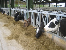 Lifting milk output through improved nutrition can result in dramatic improvements in profitability
