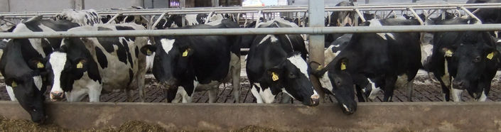 Getting the nutrition of the cows right is the key to the profitability of dairy farms