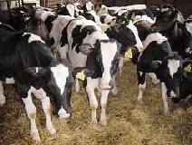 Holstein Dairy Heifer Replacements should achieve daily live weight gains to calve down at 600kg live weight