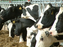 Concentrate costs can be reduced when silages are treated with an effective additive. Cows will give more milk
