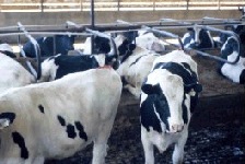 Dairy heifer replacements should be supplemented with minerals at all times