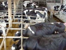 Monitor dairy cow rumen fill as an indication of optimum dry matter intakes. Also check cow comfort, housing, cubicles and bedding daily. Cows should be clean and free of dirty backs