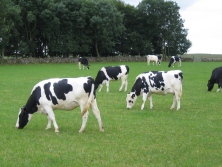 Good nutrition and feeding for dairy heifer replacements, reduces costs and increases lifetime milk yields
