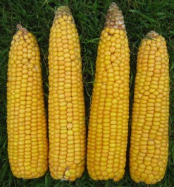 We aim to supply maize varieties which reliably produce the highest yields with big early cobs