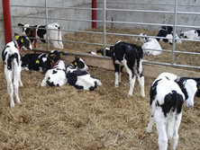 Automatic feeding will reduce labour requirement where calves are kept in large groups. Good housing and stockmanship are essential