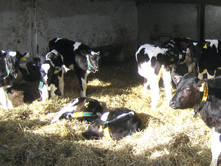 Disease issues can be an issue when large groups of calves are fed from the same teat several times a day. Good stockmanship is essential.