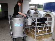 Dairy Heifer Replacements fed Once-a-Day can be penned singly or in small groups. This has many advantages in terms of general health and welfare