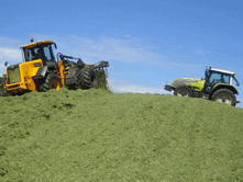 Much of the trial work for Ultra-Sile Silage Additives has been done by splitting farm clamps and comparing with other additives over a ten year period