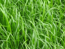 RWN grass seed mixtures are are formulated for maximum yield, digestibility, sugar levels, sward density, persistenct and disease resistance. They reduce milk production costs by increasing cow performance