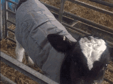 Calf Coats can increase growth rates and reduce feed costs