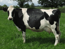 RWN are specialists in feeding high yielding dairy cows for health, fertility and profit