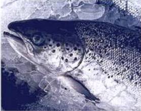 Pure Scottish Salmon Oil - the highest quality essential Omega-3 fatty acids, DHA & EPA