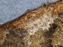 Paying attention to consolidation, and sealing a silage clamp quickly and completely will prevent top and shoulder waster particularly if a suitable additive is used 