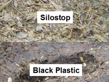 Maize silage surface trial. No waste with Silostop oxygen barrier and severe spoilage with black plastic silage sheets. Poor sealing and air penetration into silage pits often results in thousands of pounds worth of losses