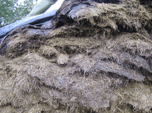Most spoilage on silage is due to lack of consolidation and poor sealing. Spoilage is very costly and is preventable through attention detail