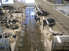 Ultra-Dri cubicle powder contains a broad spectrum disinfectant for use on cow cubicle beds