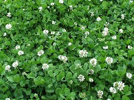 New Aber White Clovers from IGER produce high forage yields without the need for Nitrogen fertiliser - Download The Clover Management Guide PDF