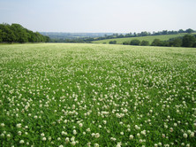 White Clovers can fix huge amounts of nitrogen as well as lifting milk yield