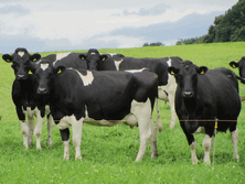 Rumen Buffers reduce acidosis when cows move to high yield TMR