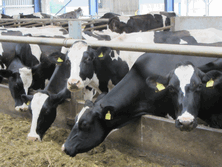 Control of acidosis results in clean, healthy cows with good body condition score